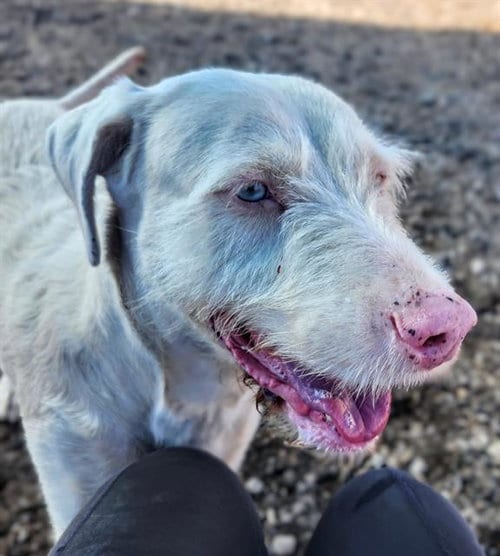Photo of Ryker, adoptable German Wirehaired Pointer in Albuquerque, New Mexico