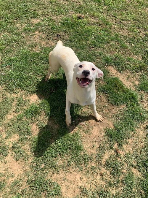 Photo of Stretch, adoptable Labrador Retriever in Fairfield, Illinois