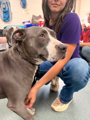 Photo of Princess Ana, adoptable dog