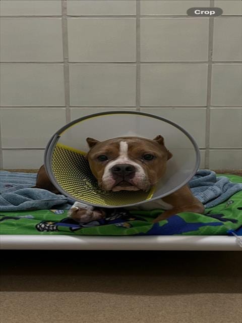 Photo of Brooklyn, adoptable American Pit Bull Terrier in Derwood, Maryland