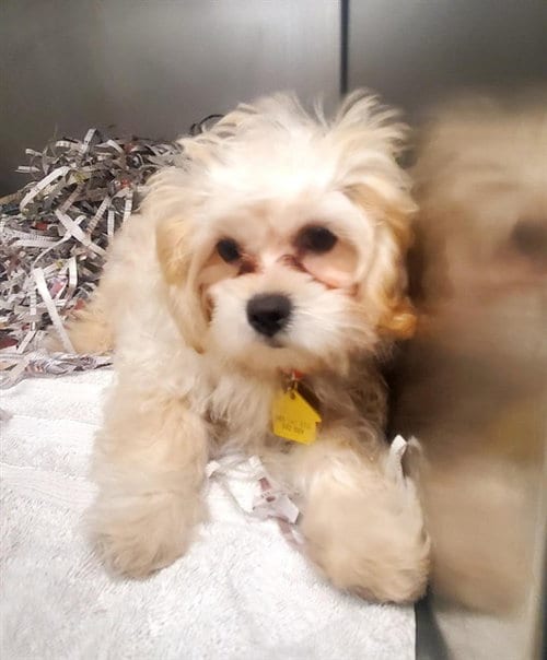 Photo of Snowy, adoptable Shih Tzu in St Louis, Missouri
