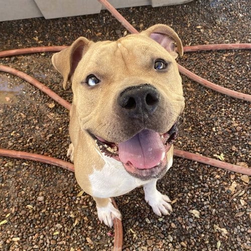 Photo of Thor, adoptable American Pit Bull Terrier in Phoenix, Arizona