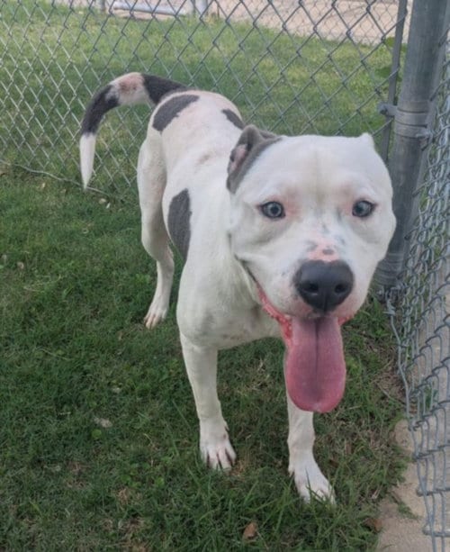 Photo of Beast Boy, adoptable Pit Bull Terrier in Texas City, Texas