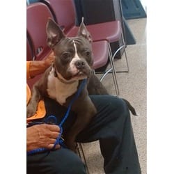 Photo of Setter, adoptable Terrier (Unknown Type, Medium) in Doral, Florida