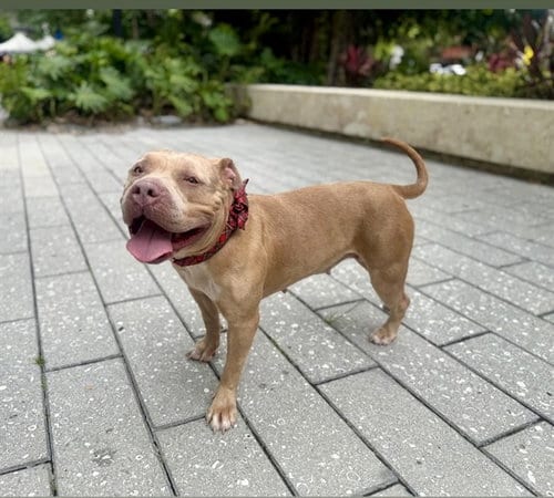 Photo of Athena, adoptable Pit Bull Terrier in Miami, Florida
