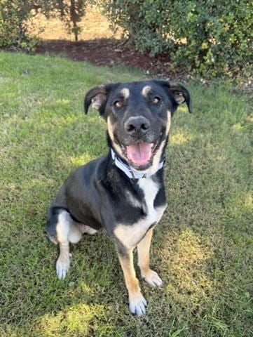 Photo of Autumn, adoptable German Shepherd Dog in San Martin, California