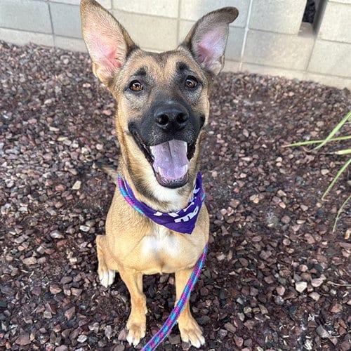 Photo of Dixie, adoptable Belgian Shepherd Malinois in Mesa, Arizona