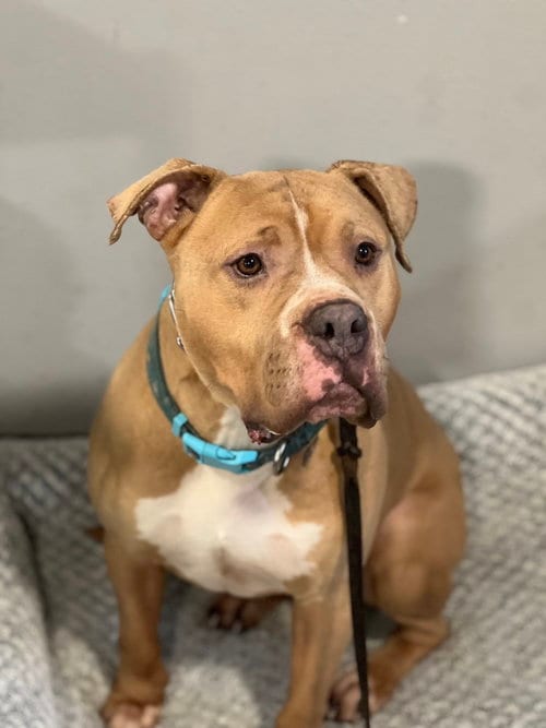 Photo of Franklin, adoptable American Staffordshire Terrier in Dana Point, California