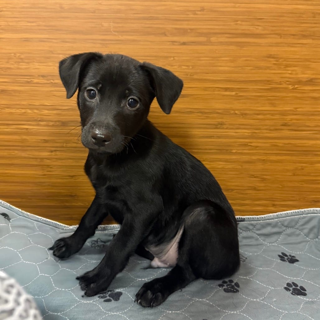 Photo of Emerald, adoptable Chihuahua / Mixed Breed (Small) in Central Texas, Texas