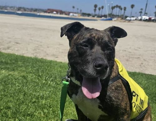 Photo of Mariposa, adoptable Pit Bull Terrier in Chula Vista, California