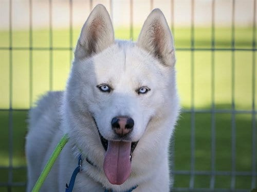 Photo of Yukon, adoptable Siberian Husky in Martinez, California