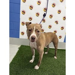 Photo of Justice, adoptable American Pit Bull Terrier in Land O'Lakes, Florida