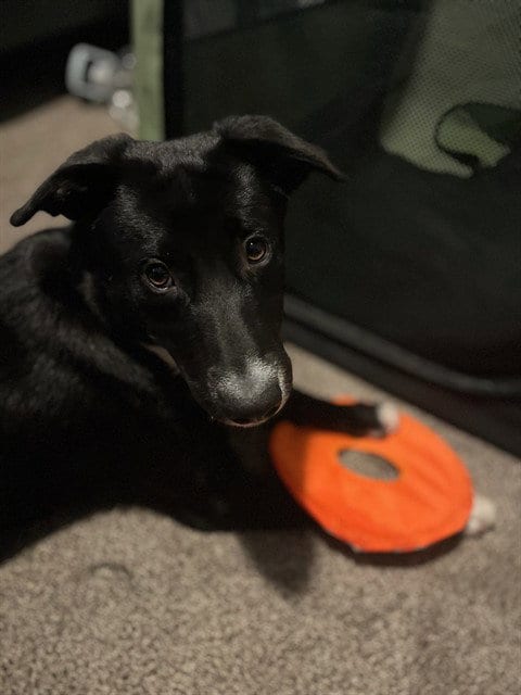 Photo of Molly, adoptable Labrador Retriever in Sacramento, California