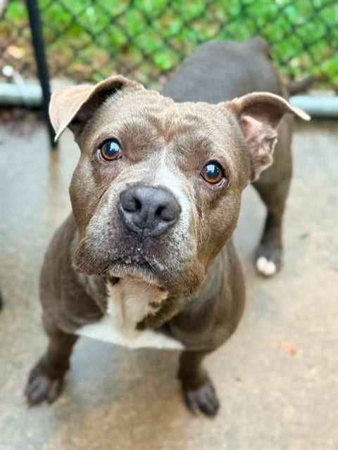 Photo of Hard Seltzer, adoptable American Pit Bull Terrier in Chicago, Illinois
