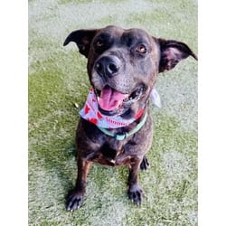 Photo of Dan, adoptable Terrier (Unknown Type, Medium) Plott Hound in Doral, Florida