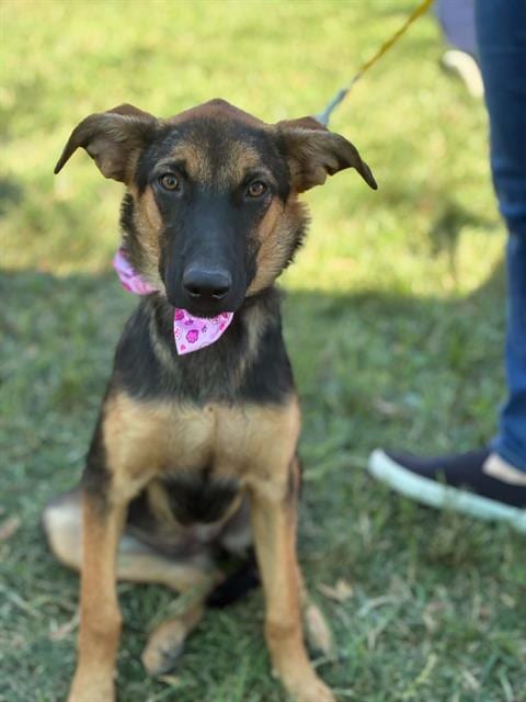 Photo of Genevieve, adoptable German Shepherd Dog in Visalia, California