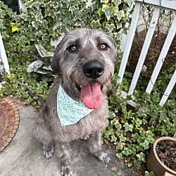 Photo of Nebula, adoptable Great Dane Poodle (Standard) in Bullard, Texas