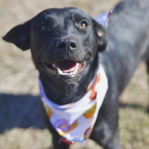 Photo of Bo Peep, adoptable Labrador Retriever in San Antonio, Texas