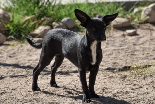 Photo of Violet and Daisy, adoptable Chihuahua in Hesperia, California
