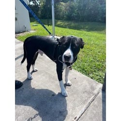 Photo of Max, adoptable American Bulldog in Doral, Florida