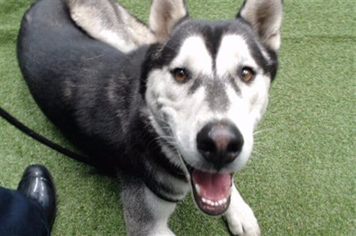 Photo of Duke, adoptable Siberian Husky in Downey, California