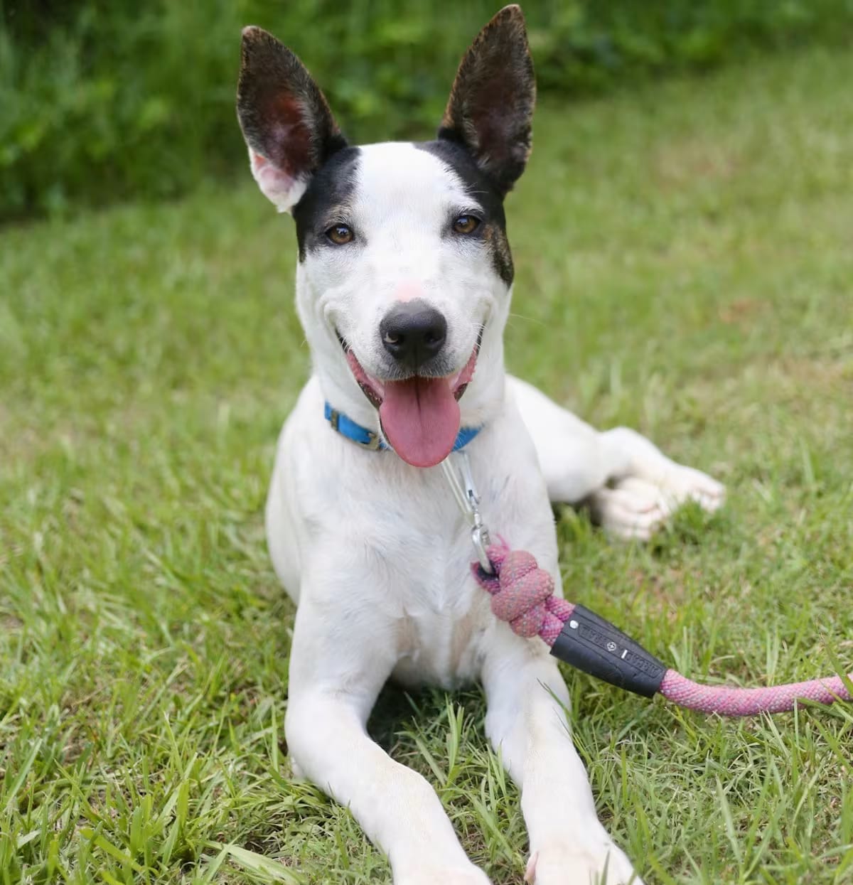 Photo of Cookie, adoptable American Staffordshire Terrier/Husky in Johnston, Rhode Island