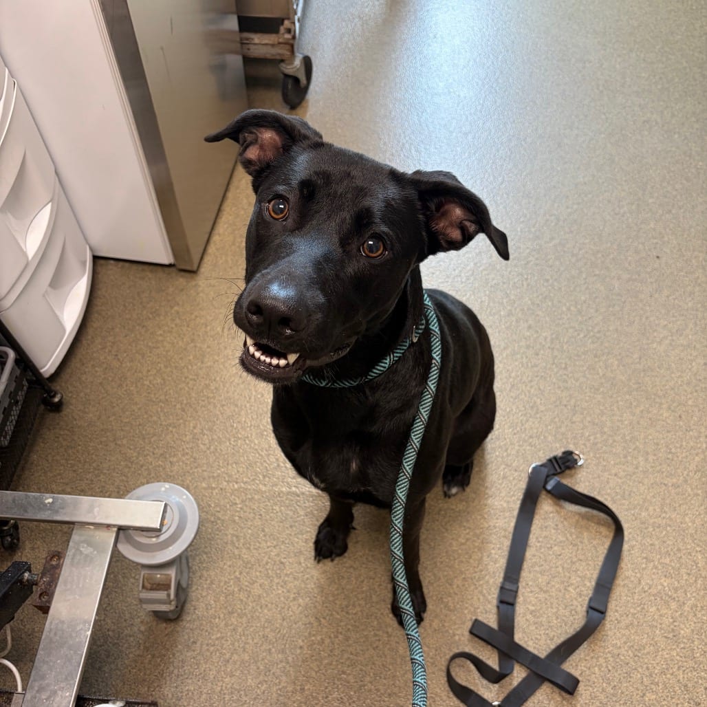 Photo of Athena, adoptable Shepherd, German / Boxer in Council Bluffs, Iowa