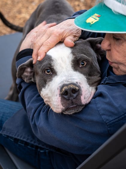 Photo of Cormac, adoptable dog in Chamblee, Georgia