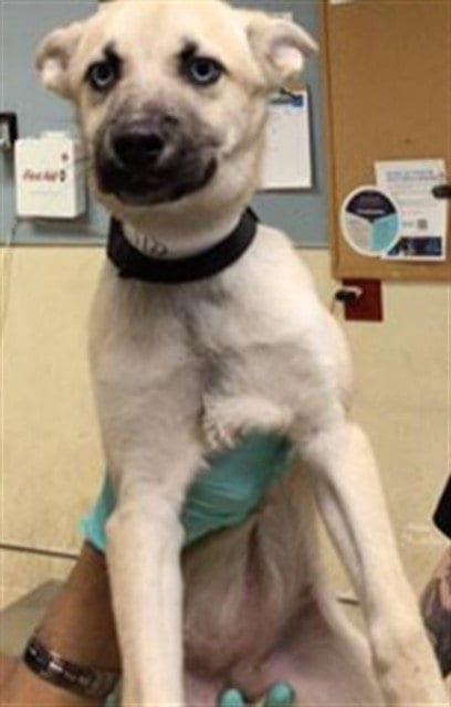 Photo of A1938378, adoptable Siberian Husky in Riverside, California