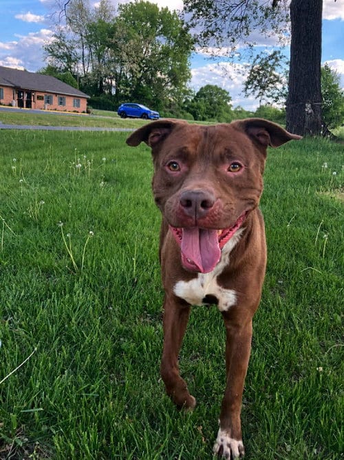 Photo of Warner, adoptable Pit Bull Terrier in Martinsburg, West Virginia