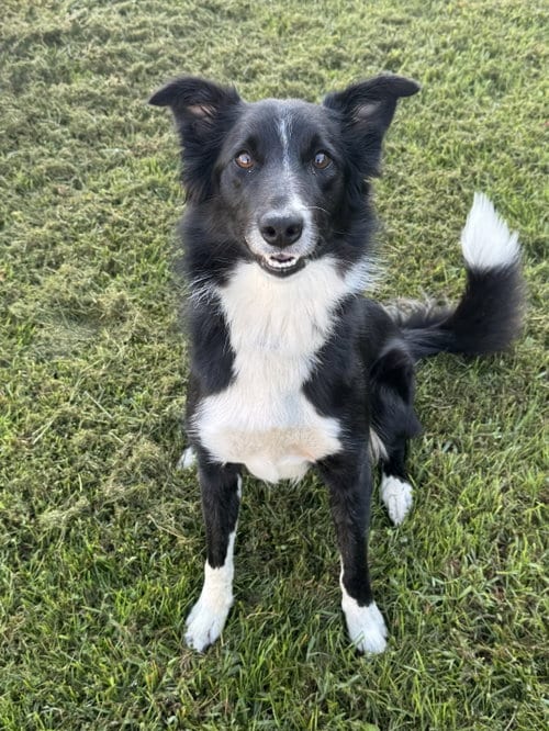 Photo of Oreo, adoptable Border Collie in Lancaster, Pennsylvania