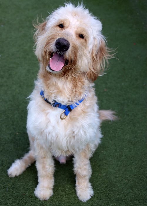 Photo of Barkley, adoptable Golden Retriever in Glendale, Arizona