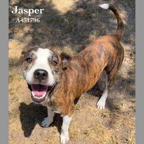Photo of Jasper, adoptable Pit Bull Terrier in Conroe, Texas