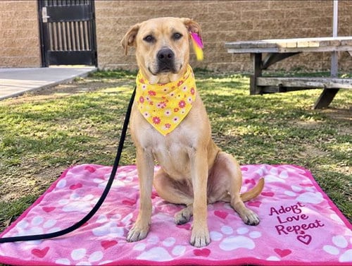 Photo of Summer, adoptable Labrador Retriever in Orange, California