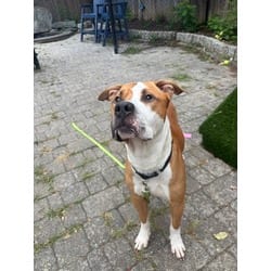 Photo of Thyme, adoptable American Pit Bull Terrier in Washington, District of Columbia