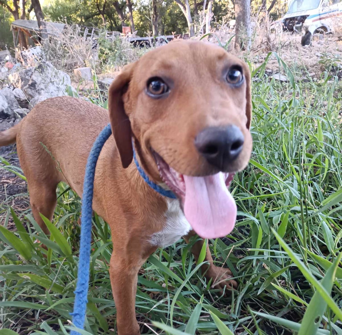 Photo of Tom Tom, adoptable Labrador Retriever in Kempner, Texas