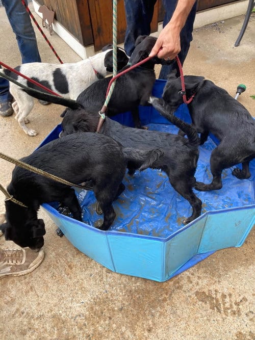 Photo of Lab Mix Pups Girls, adoptable Labrador Retriever in Unionville, Pennsylvania