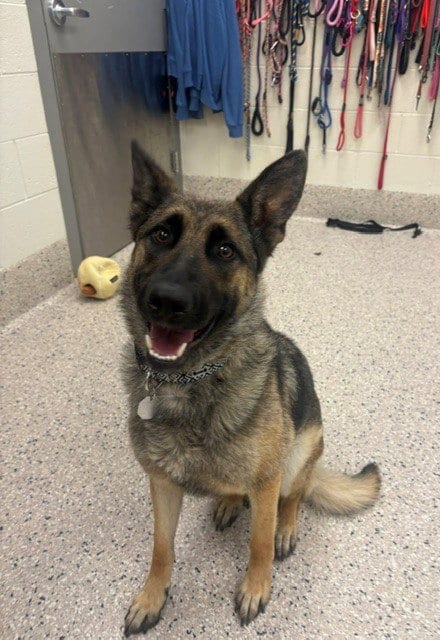 Photo of Reyna, adoptable German Shepherd Dog in Brighton, Colorado