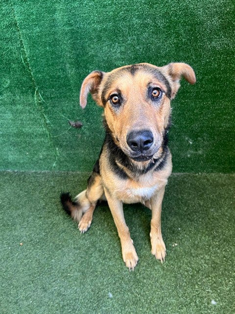 Photo of Doctor Doolittle, adoptable German Shepherd Dog in Lancaster, California