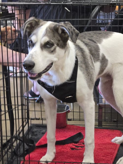 Photo of Woody, adoptable Great Dane in The Woodlands, Texas