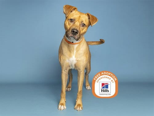 Photo of Sadie, adoptable American Pit Bull Terrier in Phoenix, Arizona