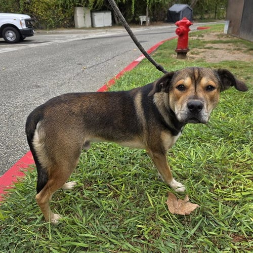 Photo of Chad, adoptable Terrier in Long Beach, California