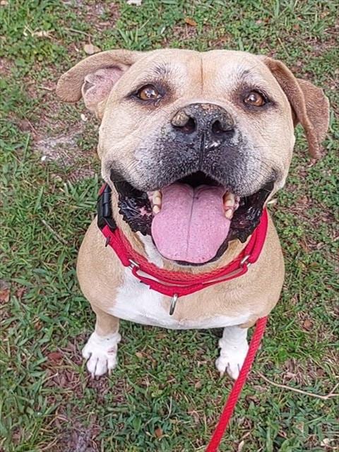 Photo of Skylar, adoptable American Staffordshire Terrier in Fort Lauderdale, Florida