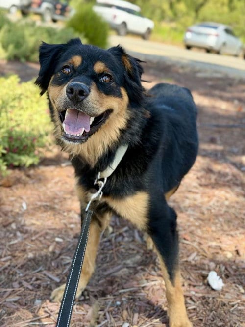 Photo of Ollie, adoptable Australian Shepherd in Santa Maria, California