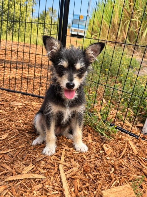 Photo of Blackberry, adoptable Schnauzer in Corona, California