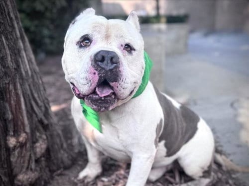 Photo of Popeye, adoptable Pit Bull Terrier in San Pedro, California