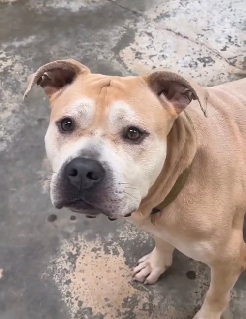 Photo of Rhino, adoptable American Staffordshire Terrier in Jackson, Mississippi