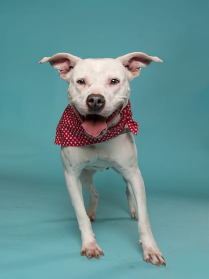 Photo of Birdy, adoptable dog in Atlanta, Georgia
