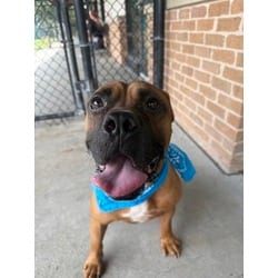 Photo of Scrappy, adoptable American Pit Bull Terrier in Baton Rouge, Louisiana