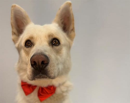 Photo of Snowball, adoptable German Shepherd Dog in Santa Rosa, California